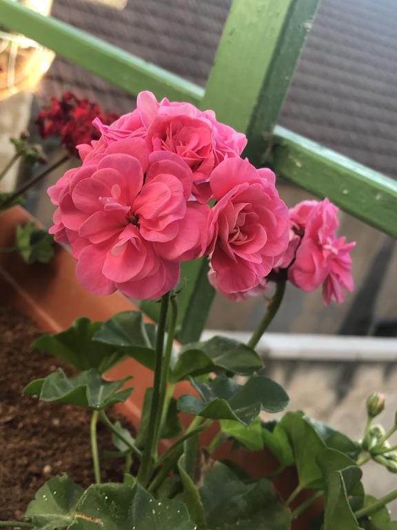 Al Bishara Guest House Nazaret Zewnętrze zdjęcie